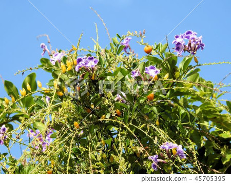 Duranta花和水果/ Kitashinagawa Duranta花和水果/ Kitashinagawa 45705395