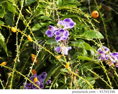 Duranta flower and fruit / Kitashinagawa Duranta flower and fruit / Kitashinagawa 45705396
