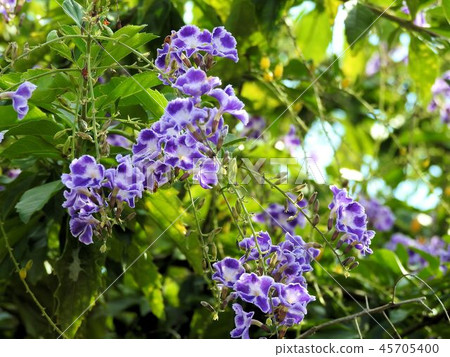 Duranta / Kita Shinagawa Duranta / Kita Shinagawa 45705400