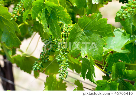 加州利弗莫爾釀酒廠葡萄 加州利弗莫爾釀酒廠葡萄 45705410