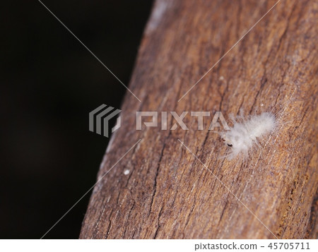 white colour hairy worm creeping slowly on wood 45705711