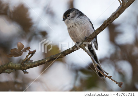 Long-tailed tit (Aegithalos caudatus) 45705731