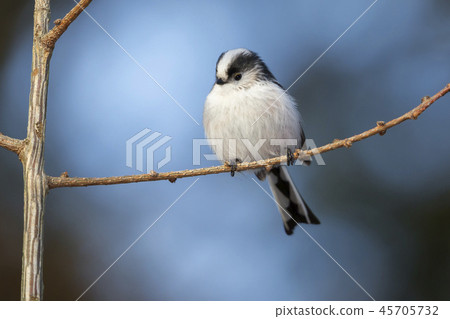 Long-tailed tit (Aegithalos caudatus) 45705732