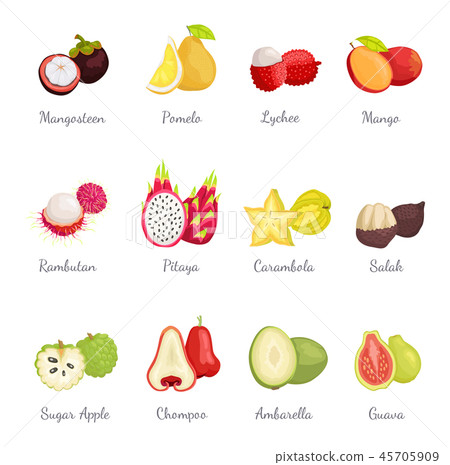 Mangosteen and Pomelo Lychee Mango Set Vector 45705909