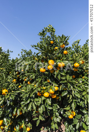 濟州島旅遊 45707012