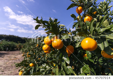 Jeju Island Travel 45707014