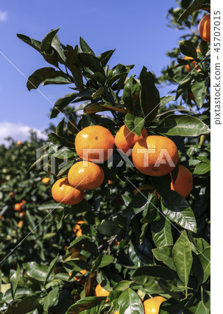 Jeju Island Travel 45707015