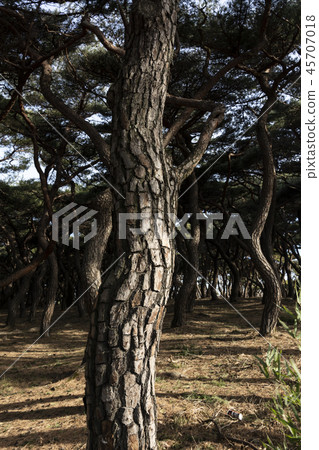 Pine tree 45707018
