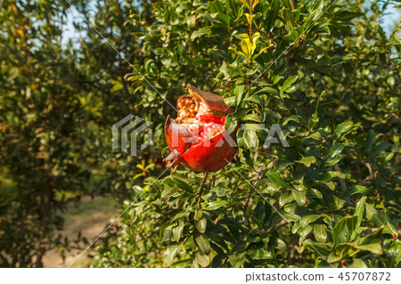 Ripe red pomegranate on a tree in the wild, Turkey 45707872