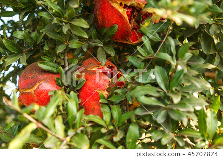 Ripe red pomegranate on a tree in the wild, Turkey Ripe red pomegranate on a tree in the wild, Turkey 45707873