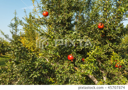 Ripe red pomegranate on a tree in the wild, Turkey 45707874