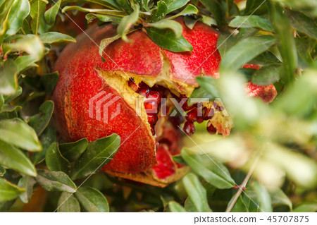 Ripe red pomegranate on a tree in the wild, Turkey Ripe red pomegranate on a tree in the wild, Turkey 45707875