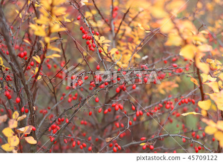 Barberry bush in the fall. Barberry bush in the fall. 45709122