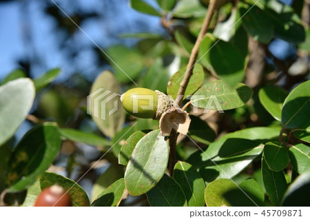 Uva Megashi Acorn 45709871