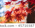 Morning sun autumn maple leaf 45710387