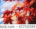 Morning sun autumn maple leaf 45710389