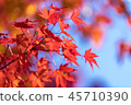 Morning sun autumn maple leaf 45710390