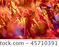 Morning sun autumn maple leaf 45710391