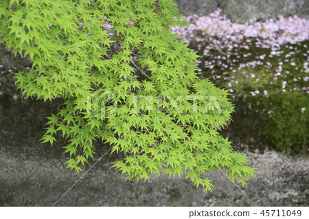 山科疏水的櫻花 山科疏水的櫻花 45711049