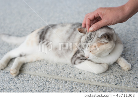 touch a sleeping cat 45711308