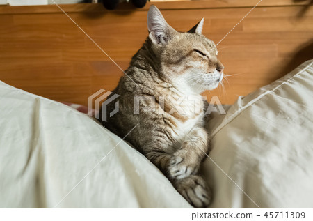 funny tabby cat funny tabby cat 45711309