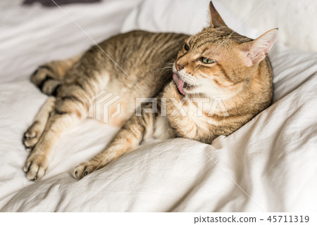 cat wash and stay on a bed cat wash and stay on a bed 45711319