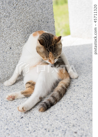 little cat wash little cat wash 45711320