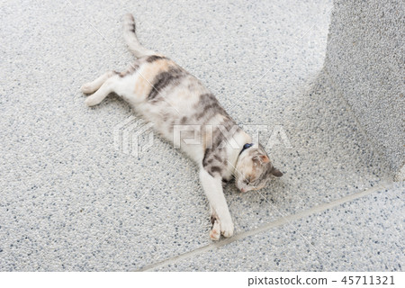 cat sleep on the ground cat sleep on the ground 45711321