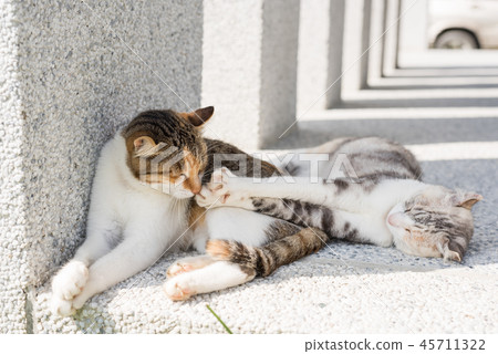 cat sleeping with her daughter cat sleeping with her daughter 45711322