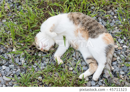 funny cat sleep funny cat sleep 45711323