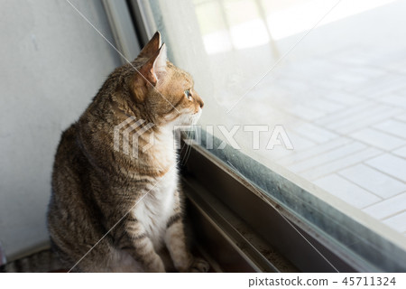 cat at home cat at home 45711324