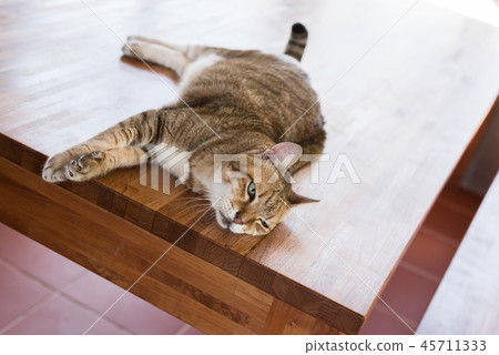 lazy cat sleeping lazy cat sleeping 45711333