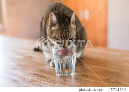cat drink water cat drink water 45711334