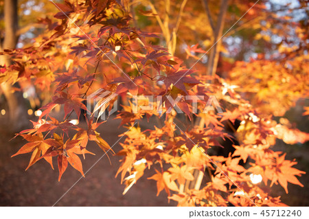 Autumn leaves Autumn leaves 45712240