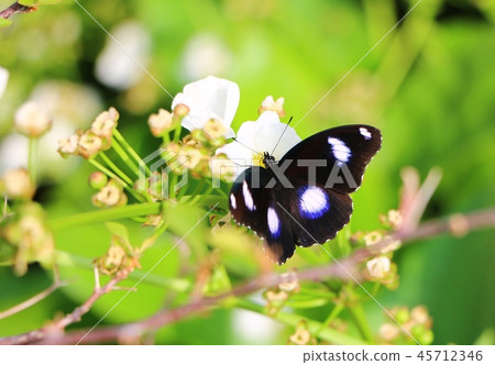 The great eggfly butterlies (Hypolimnas bolina) 45712346