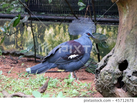 Victoria crowned pigeon ( Goura victoria ) bird 45712678