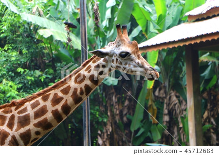 The giraffe (Giraffa) The giraffe (Giraffa) 45712683
