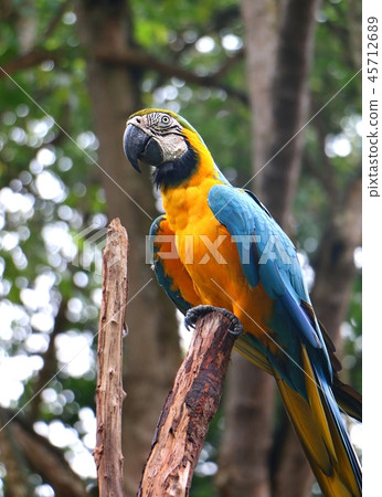 Blue and yellow macaw (Ara ararauna) Bird Blue and yellow macaw (Ara ararauna) Bird 45712689