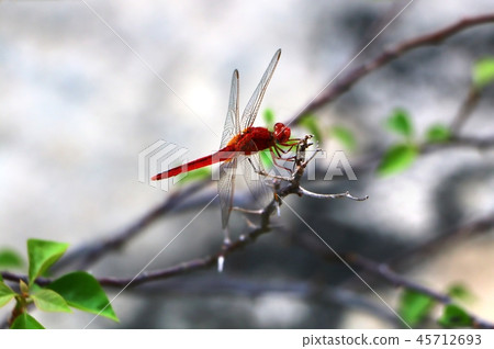 dragonfly (Sympetrum fonscolombii). 45712693
