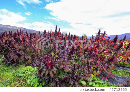 Red leaves of autumn leaves Red leaves of autumn leaves 45712863
