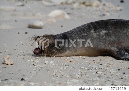 打呵欠加拉帕戈斯海獅的海獅 45713659