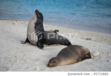 Galapagos sea lion sea lion 45713660