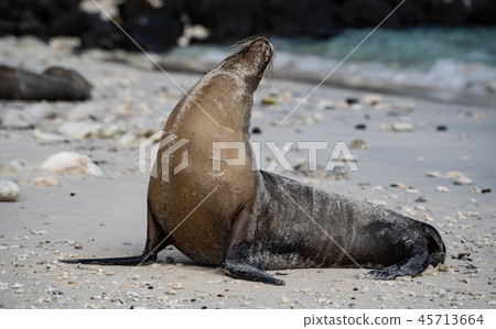 加拉帕戈斯海獅海獅 加拉帕戈斯海獅海獅 45713664
