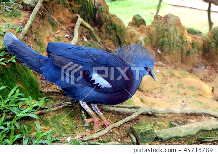 Victoria crowned pigeon ( Goura victoria ) bird 45713789