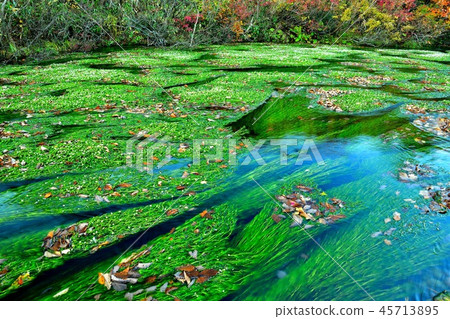 Gnatani marsh Gnatani marsh 45713895