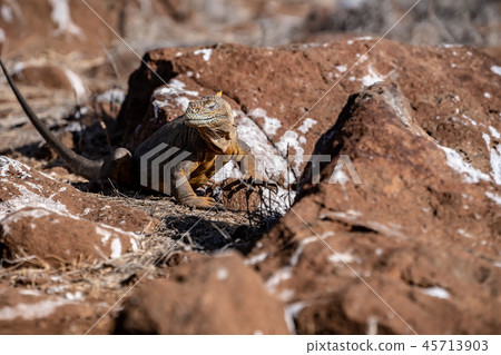 Galapagos Land Iguana - Stock Photo [45713903] - Pixta