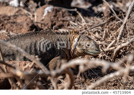 Galapagos land iguana 45713904