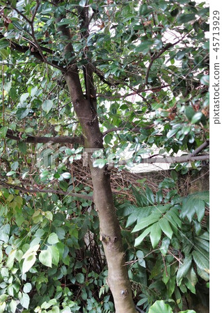 罕見的烏木樹 45713929