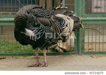 土耳其全身 45714075