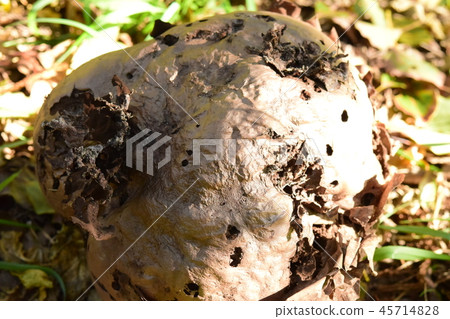 Onifsube whole 45714828